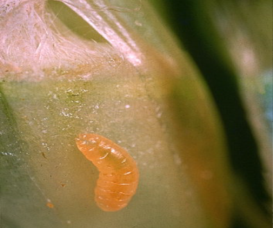 Orange wheat blossom midge larvae