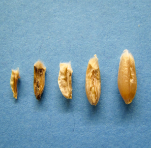 Damaged kernels due to orange wheat blossom midge