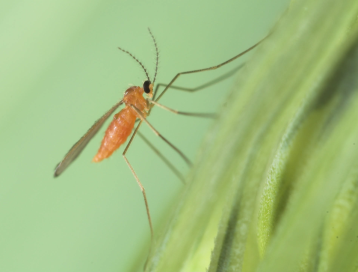 Orange wheat blossom midge