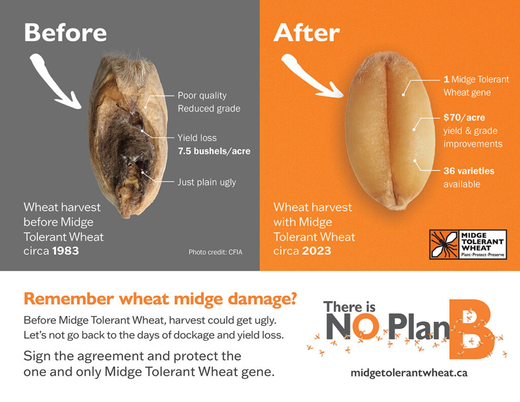 Midge Tolerant Wheat