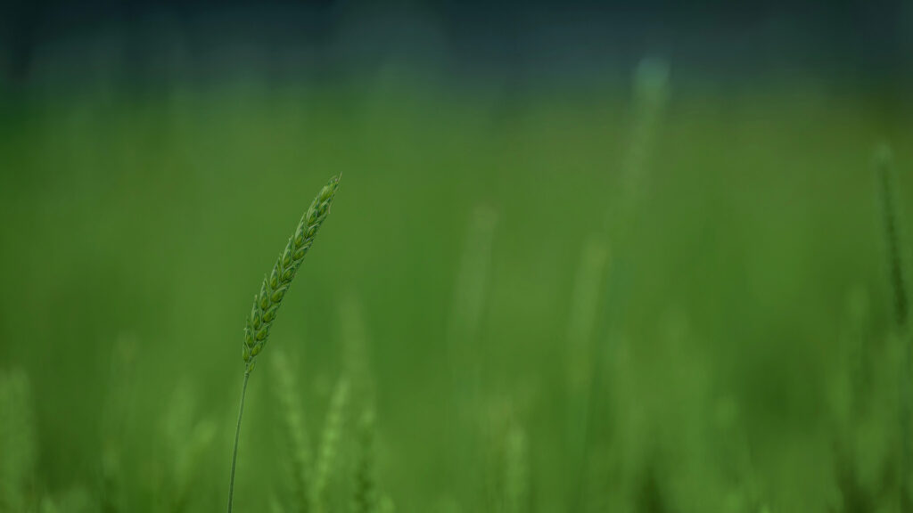 Midge Tolerant Wheat